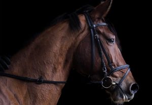 [RJ308669][重口文學] 《獸交一家 · 新》完整版 (繁體中文)