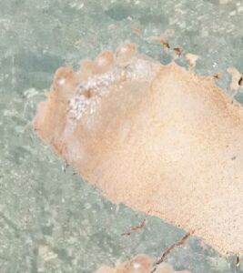 [RJ01467880][Sbartsoon] 悪の女幹部