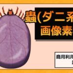 蟲(ダニ系) 画像素材～商用OK著作権フリー
