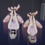 「〇神」蛍&ダリア 壁足調教 まとめ(全5話 本篇2話 + おまけエンディング3話) 「〇神」蛍&ダリア 壁足調教 まとめ(全5話 本篇2話 + おまけエンディング3話)