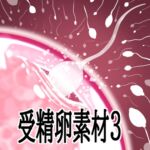 受精卵素材3 受精卵素材3