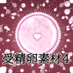 受精卵素材4 受精卵素材4