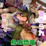 【2動画】上司の恐竜が僕の金玉を空っぽに搾り取ってくる動画 【2動画】上司の恐竜が僕の金玉を空っぽに搾り取ってくる動画