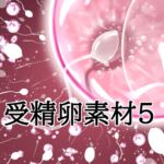 受精卵素材5 受精卵素材5