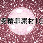 受精卵素材10 受精卵素材10