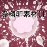 受精卵素材11 受精卵素材11