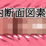 膣内断面図素材4 膣内断面図素材4